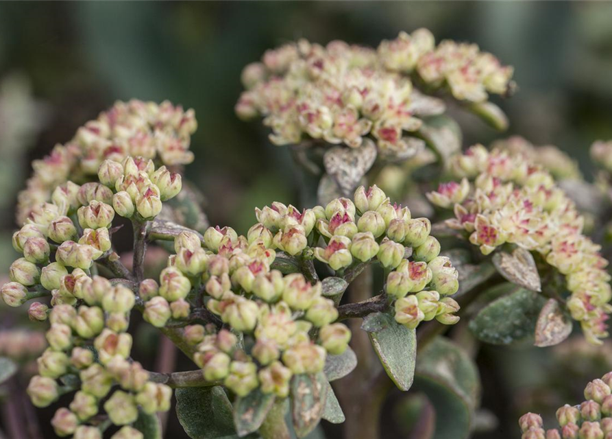 Sedum Mix