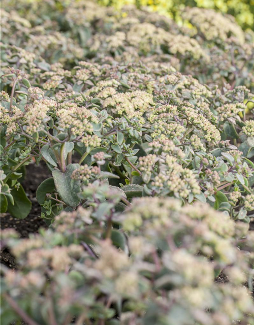 Sedum Mix