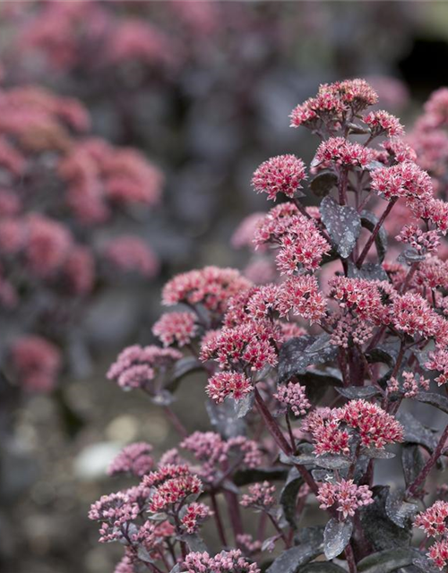 Sedum Mix