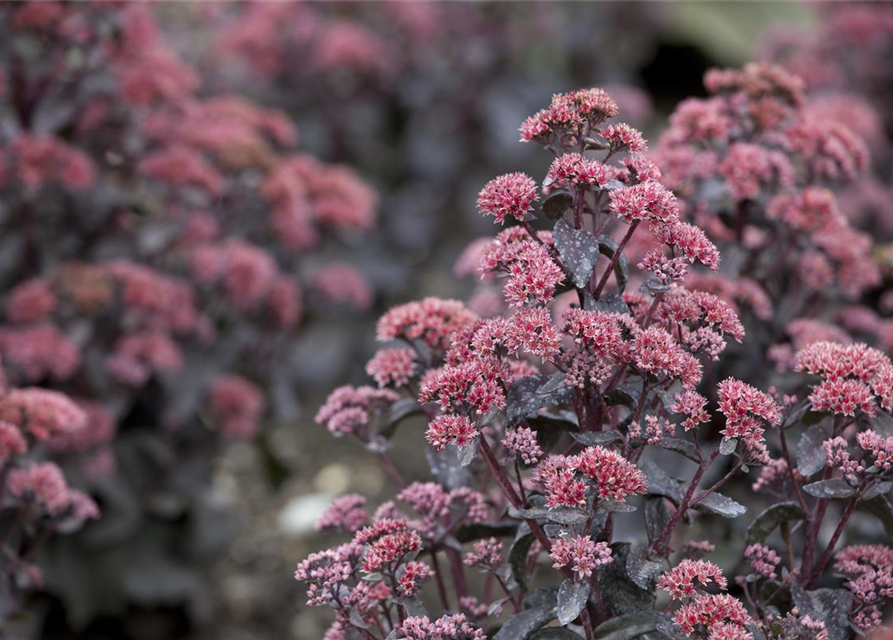 Sedum Mix