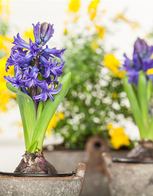 Hyacinthus orientalis