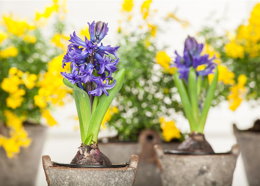 Hyacinthus orientalis