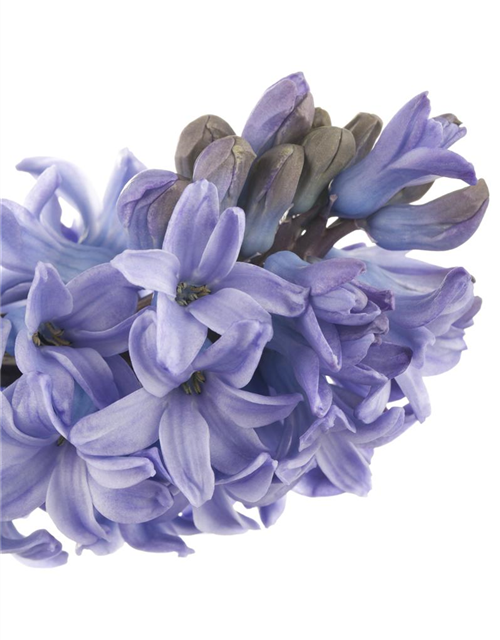 Hyacinthus orientalis