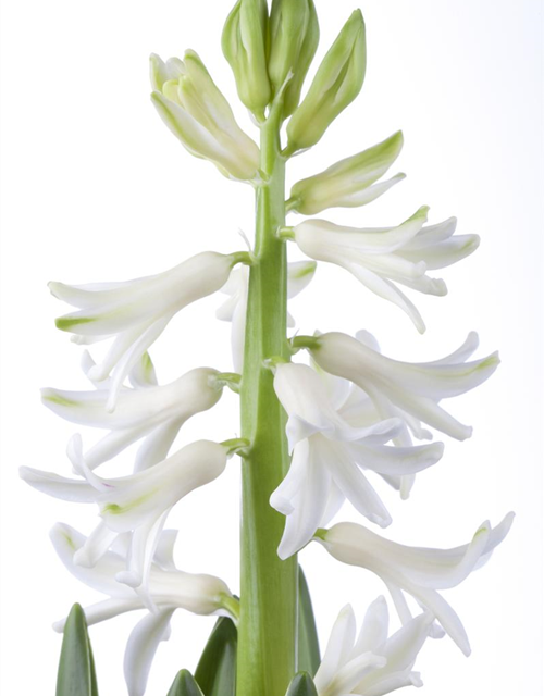 Hyacinthus orientalis