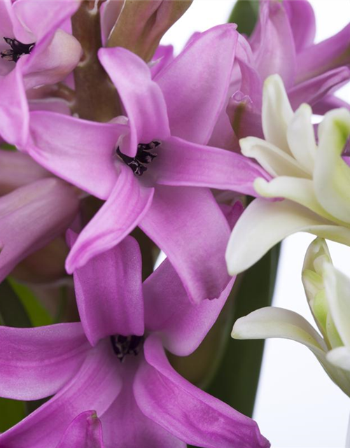 Hyacinthus orientalis