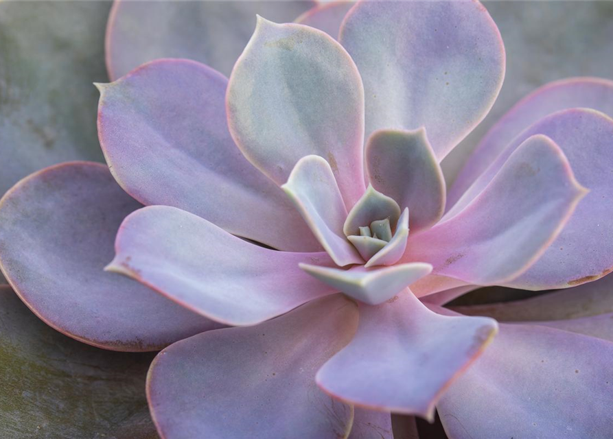 Echeveria gibbiflora Metallica