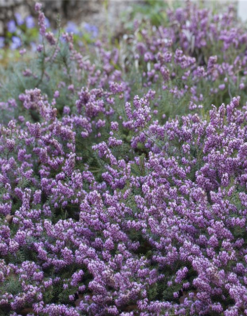 Erica carnea Mix