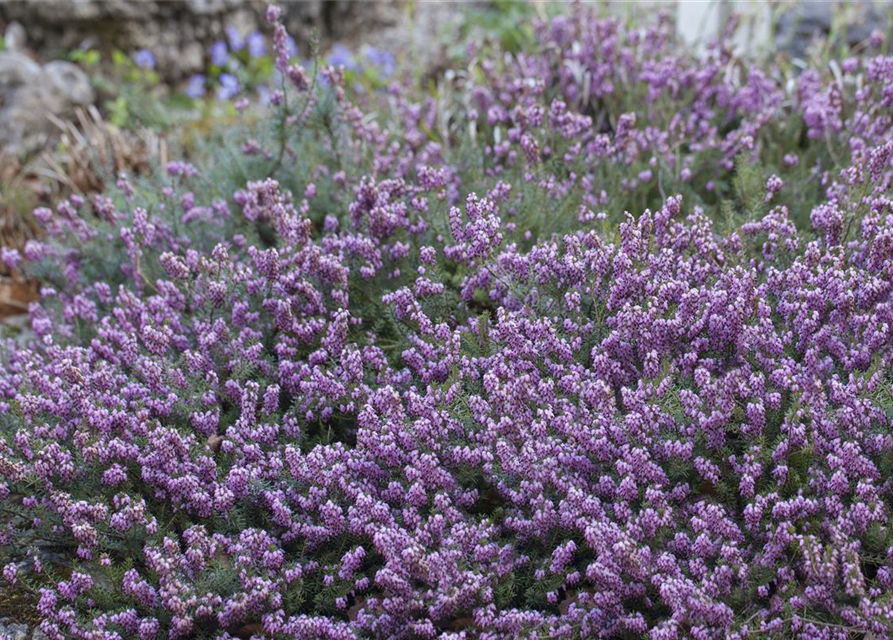 Erica carnea Mix