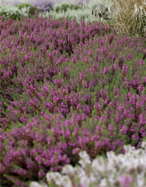 Erica carnea Mix