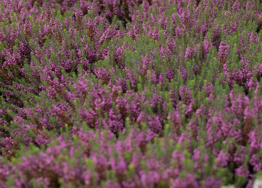 Erica carnea Mix