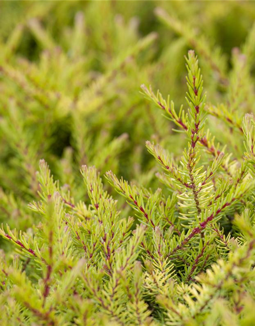 Erica carnea Mix