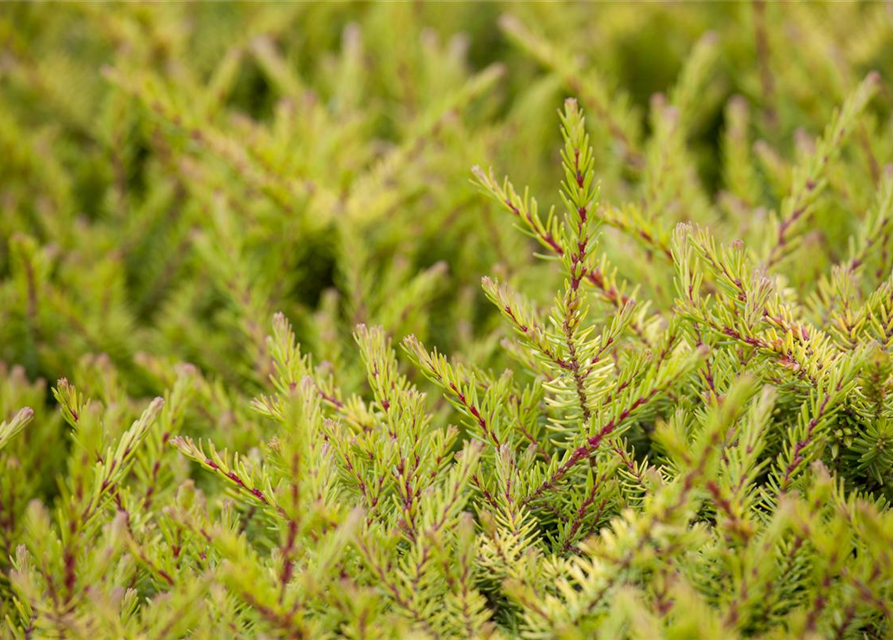 Erica carnea Mix