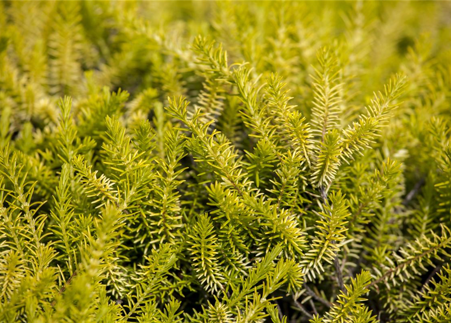 Erica carnea Mix