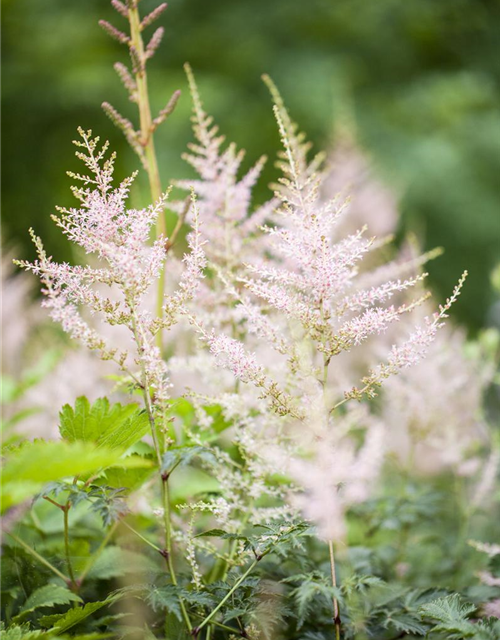 Astilbe japonica Younique White