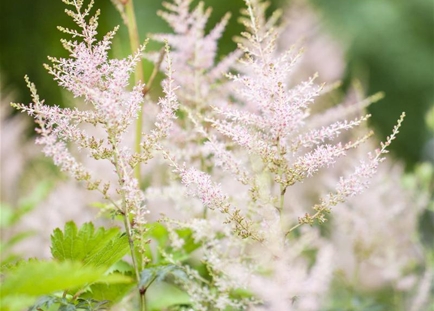 Astilbe japonica Younique White