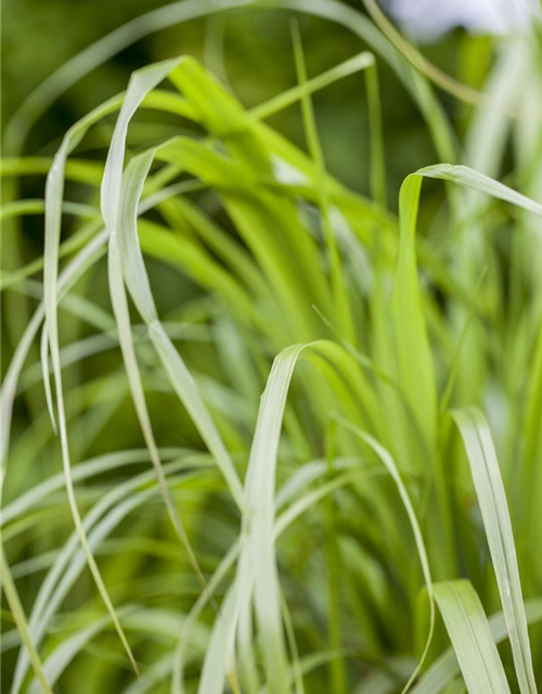 Calamagrostis brachytricha