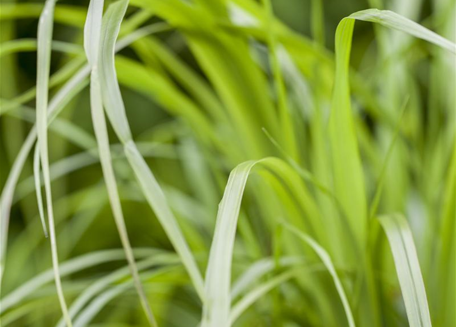 Calamagrostis brachytricha