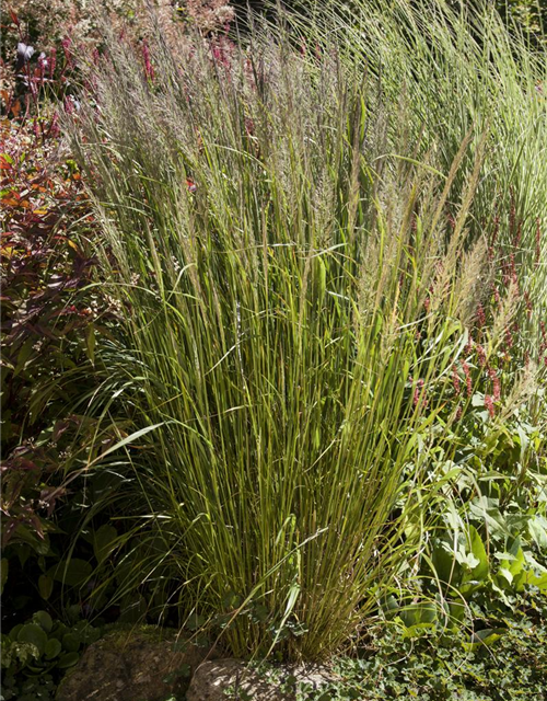 Calamagrostis brachytricha