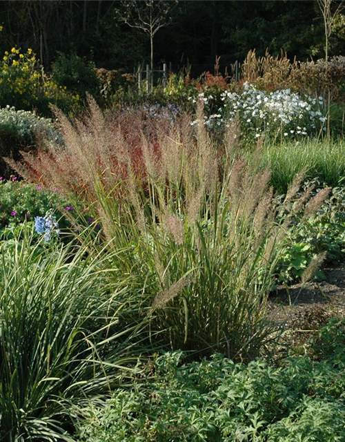 Calamagrostis brachytricha