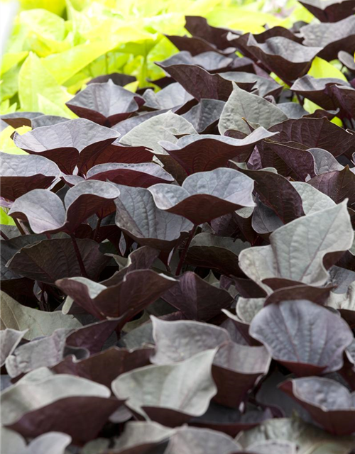 Ipomoea batatas