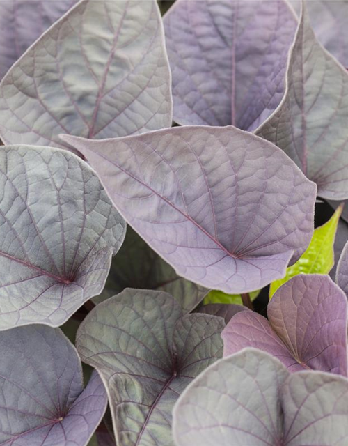 Ipomoea batatas