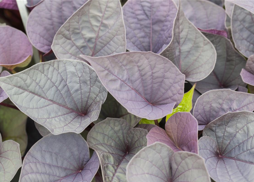 Ipomoea batatas