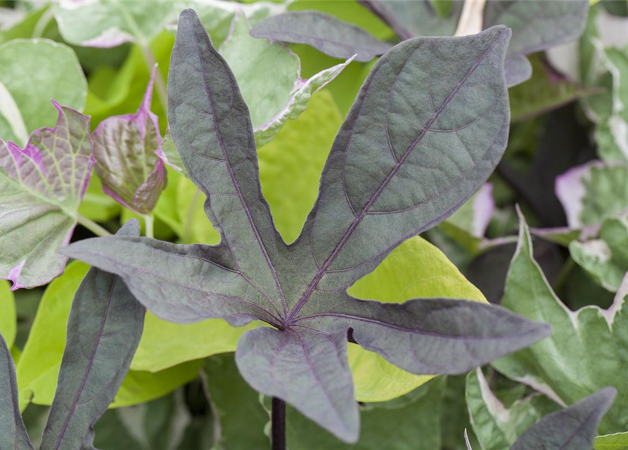 Ipomoea batatas