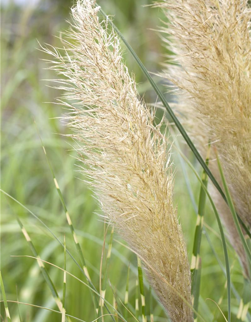 Cortaderia selloana