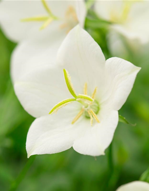 Campanula carpatica Pearl White