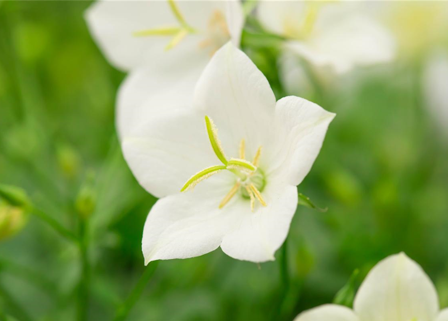 Campanula carpatica Pearl White