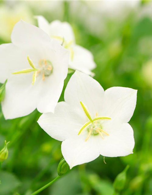 Campanula carpatica Pearl White