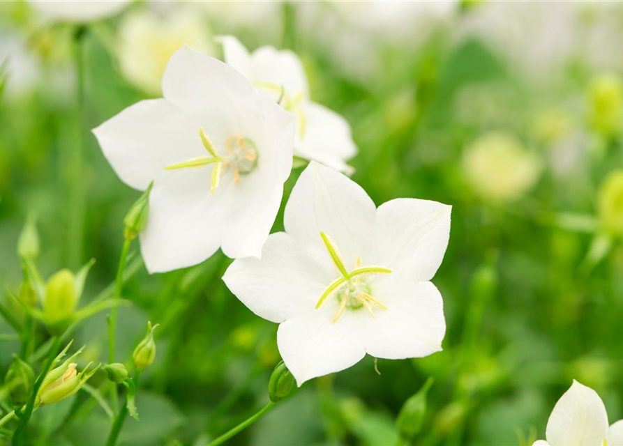 Campanula carpatica Pearl White