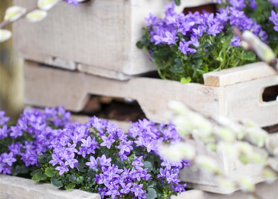 Campanula portenschlagiana Catharina