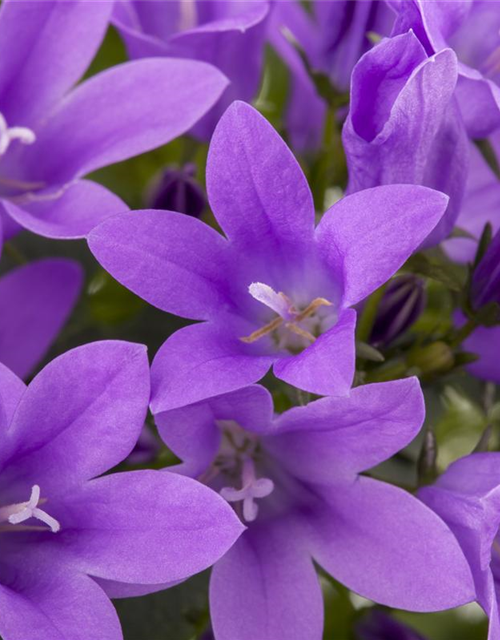 Campanula portenschlagiana Clockwise