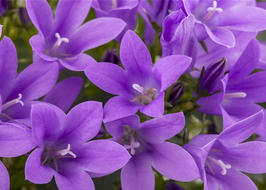 Campanula portenschlagiana Clockwise