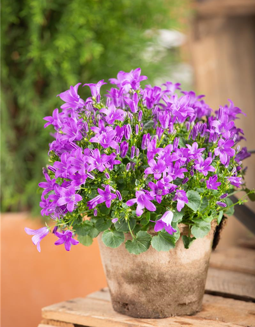 Campanula portenschlagiana Clockwise