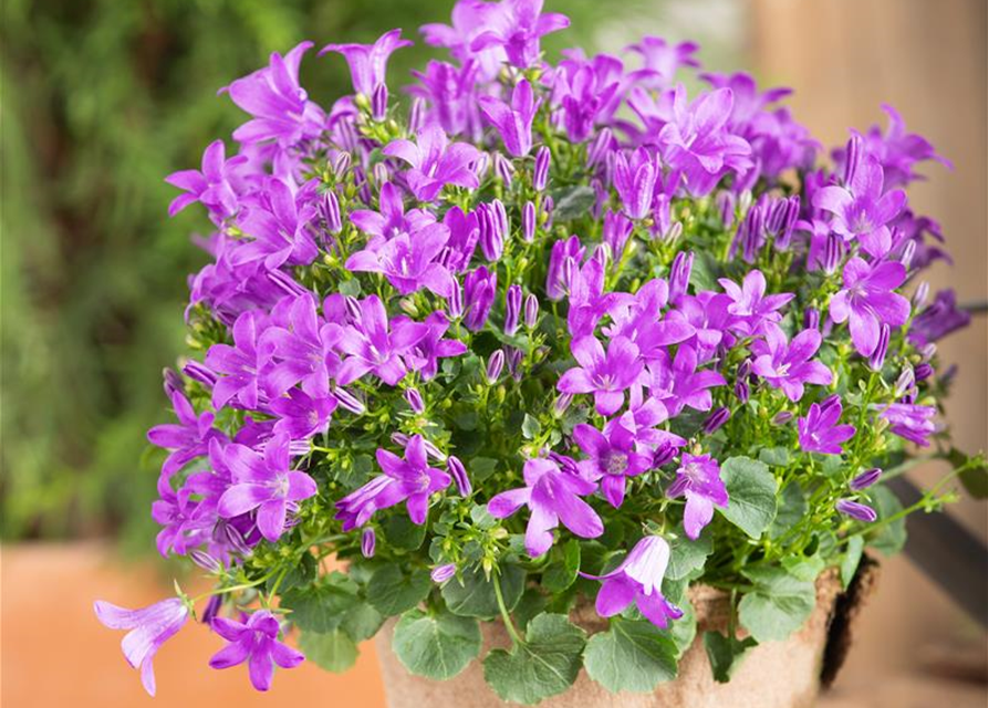 Campanula portenschlagiana Clockwise