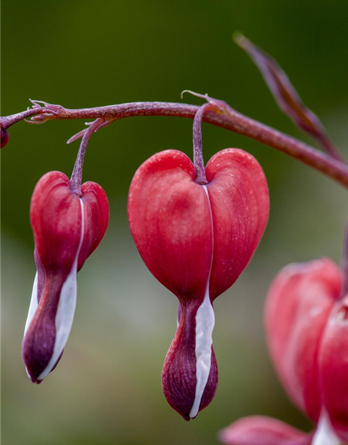 Dicentra spectabilis Valentine