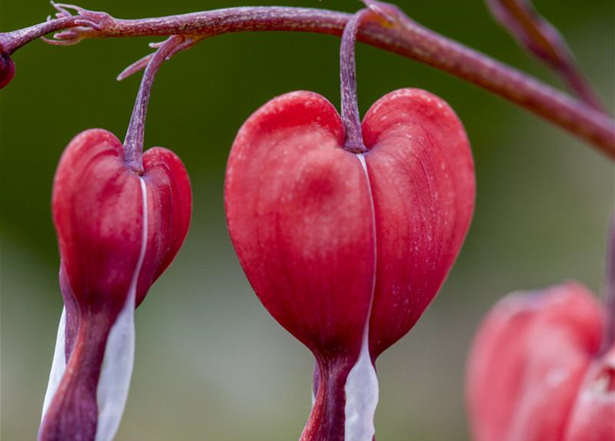 Dicentra spectabilis Valentine