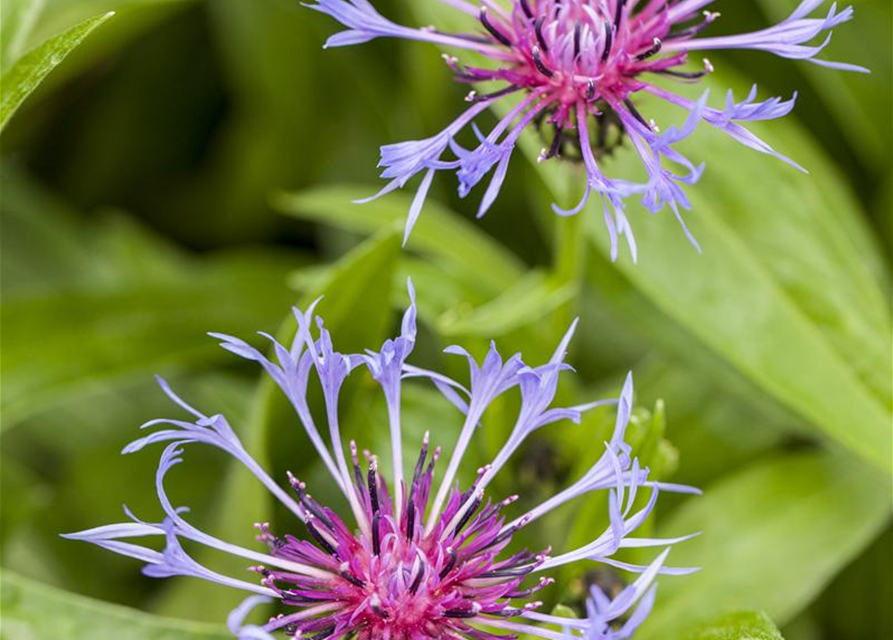 Centaurea montana