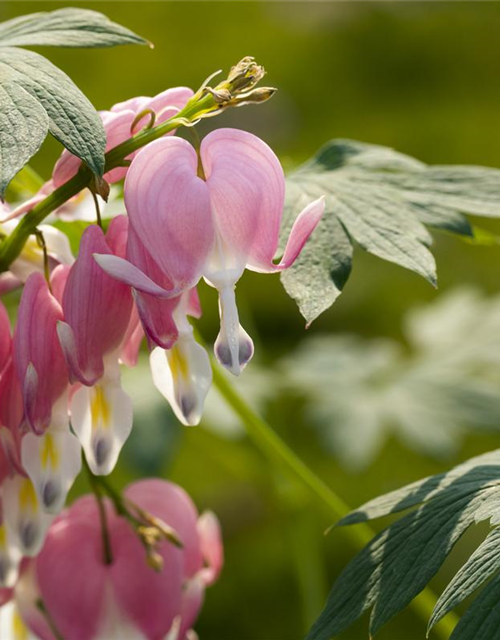 Dicentra spectabilis Mix