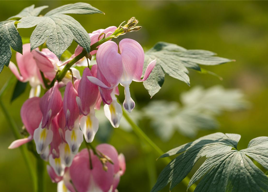 Dicentra spectabilis Mix