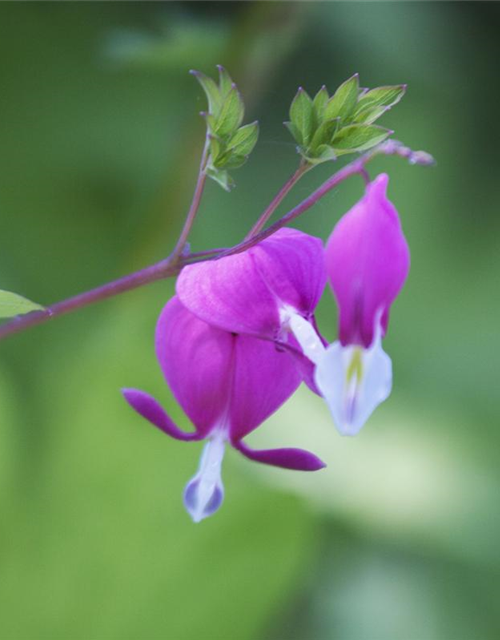 Dicentra spectabilis Mix