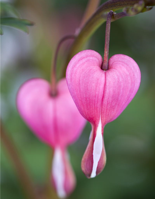 Dicentra spectabilis Mix