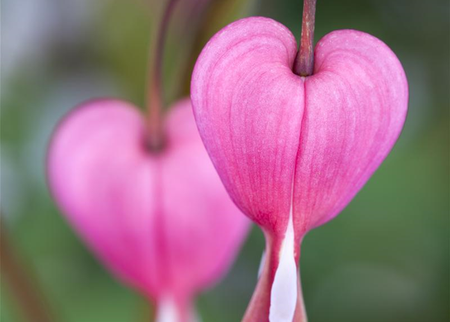 Dicentra spectabilis Mix