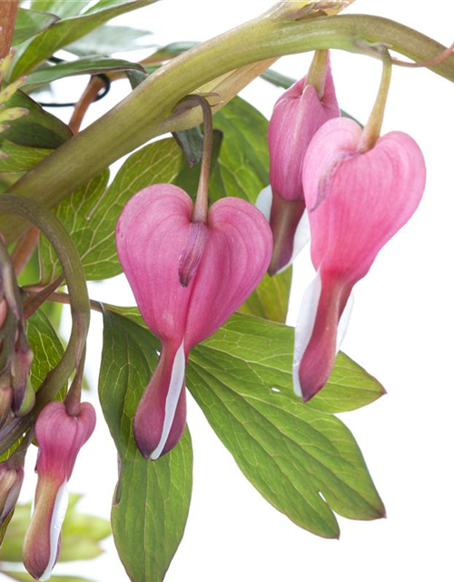 Dicentra spectabilis Mix