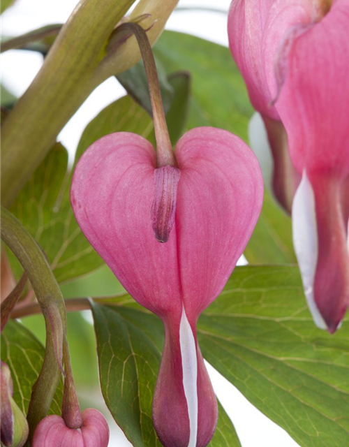 Dicentra spectabilis Mix