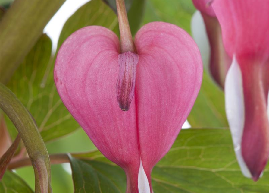 Dicentra spectabilis Mix