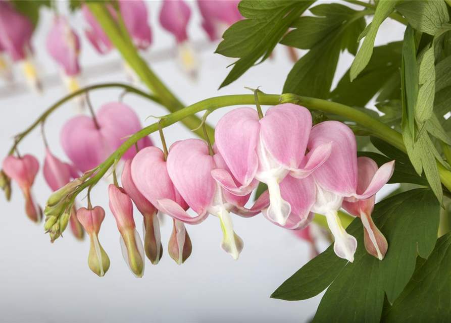 Dicentra spectabilis Mix