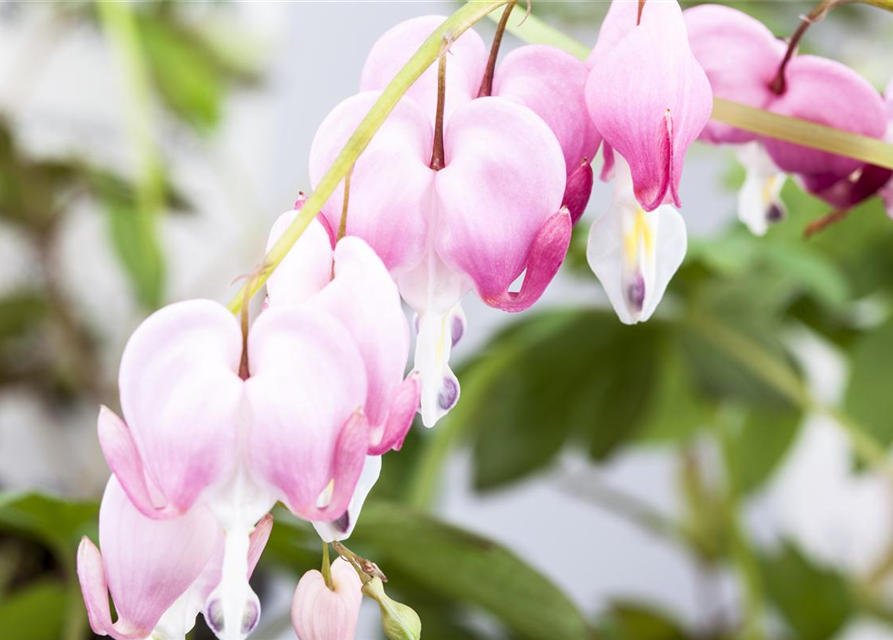 Dicentra spectabilis Mix